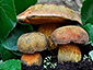 Boletus luridus