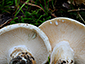 Lactarius piperatus vs glaucescens