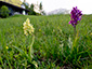 Dactylorhiza sambucina