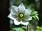 Pulsatilla alpina