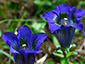 Gentiana acaulis